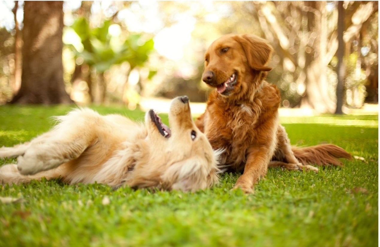 2 honden liggen op het gras te spelen
